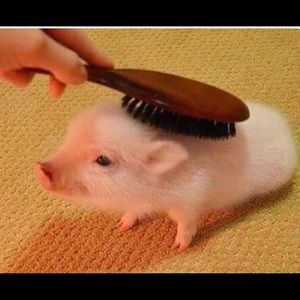 Meet your Posher, Sandy